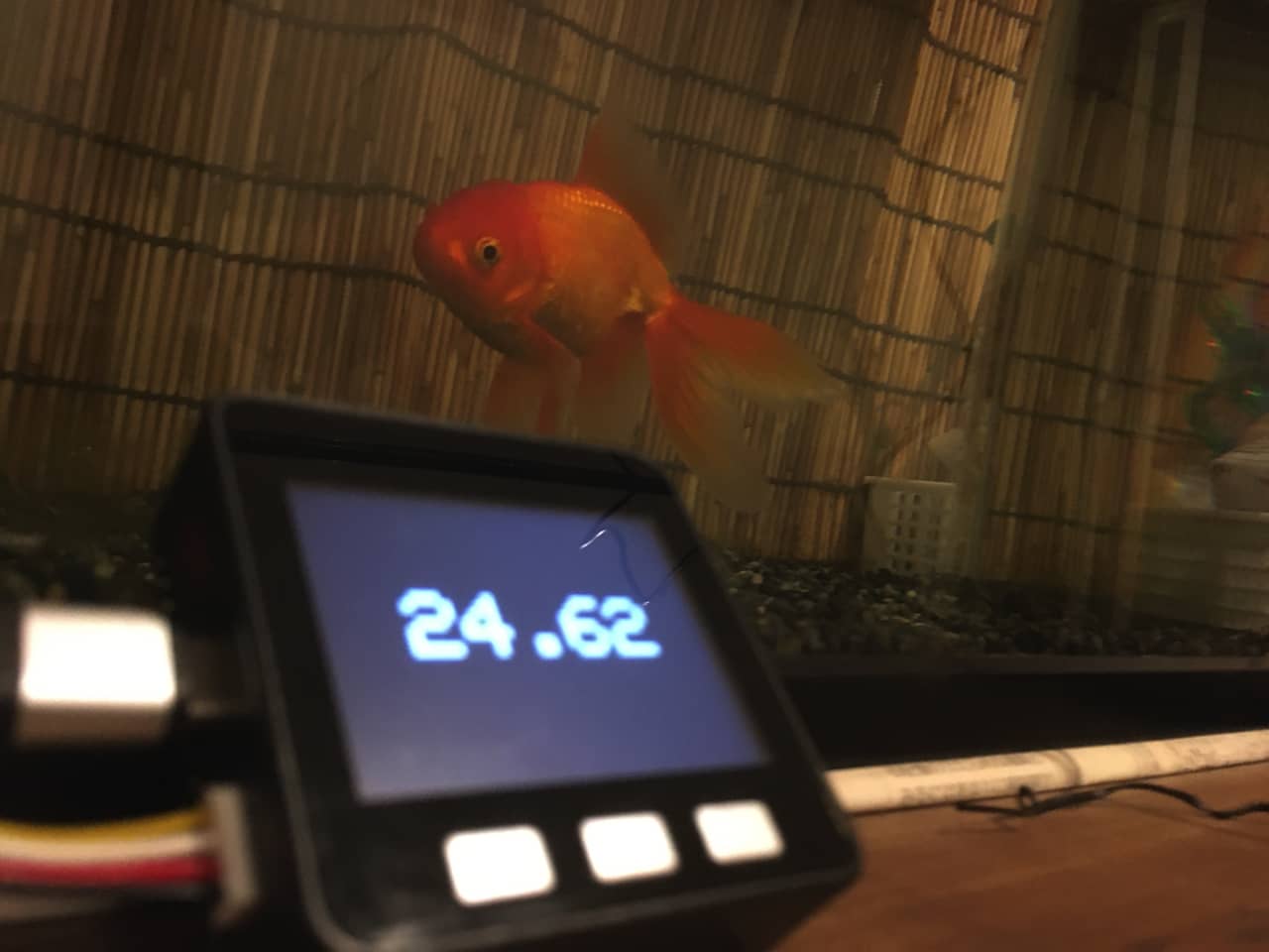 installed-IoT-water-temperature-gauge-in-goldfish-aquarium_01